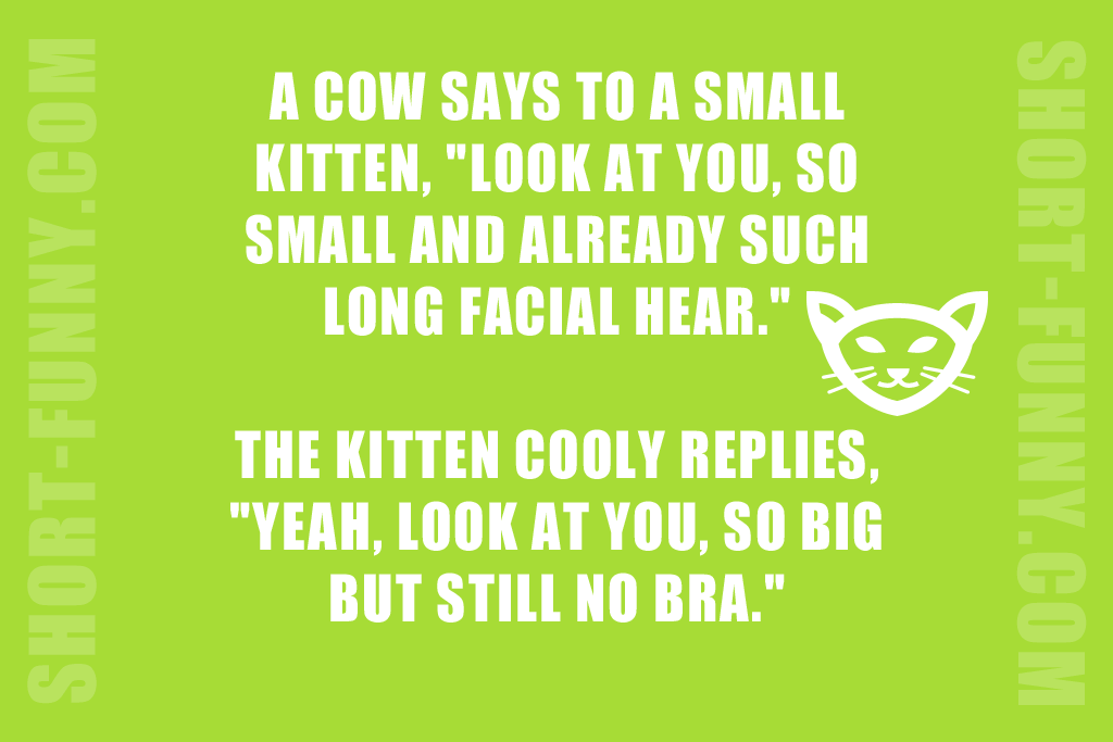Cat joke with a cow