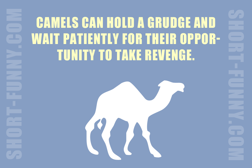 Surprising camel fact