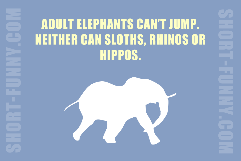 Great elephant fun fact