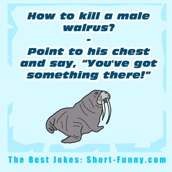 Walrus joke